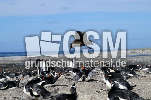 Raubmöve (Skua) (6 von 16).jpg